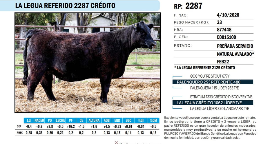 Lote VAQUILLONAS ANGUS  PP