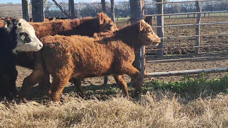 Lote 51 Terneros en Darregueira