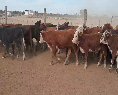 Lote 110 Terneras en Quimilí, Santiago del Estero