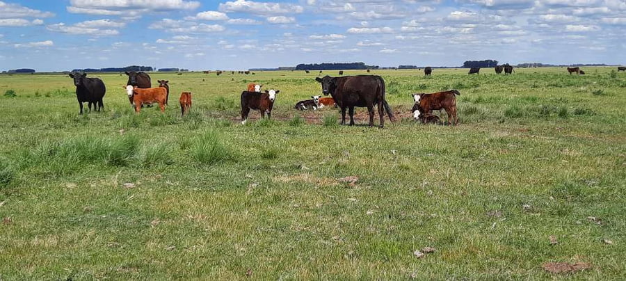 Lote 70 Terneros en Laprida, Buenos Aires