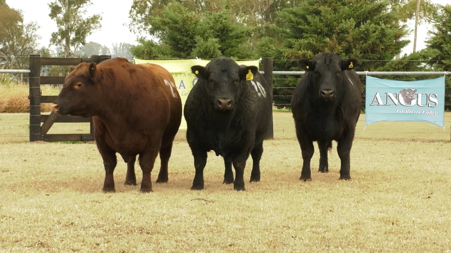 Lote TOROS ANGUS PUROS CONTROLADOS