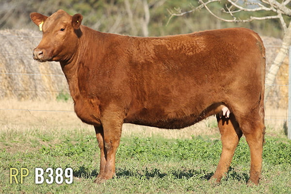 Lote 4 VAQUILLONAS PREÑADAS 2 PURAS DE PEDIGREE Y 2 SIN PEDIGREE