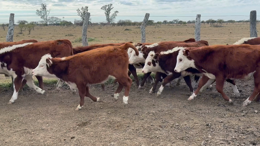 Lote 118 Terneros/as en Corrientes, Curuzu Cuatia