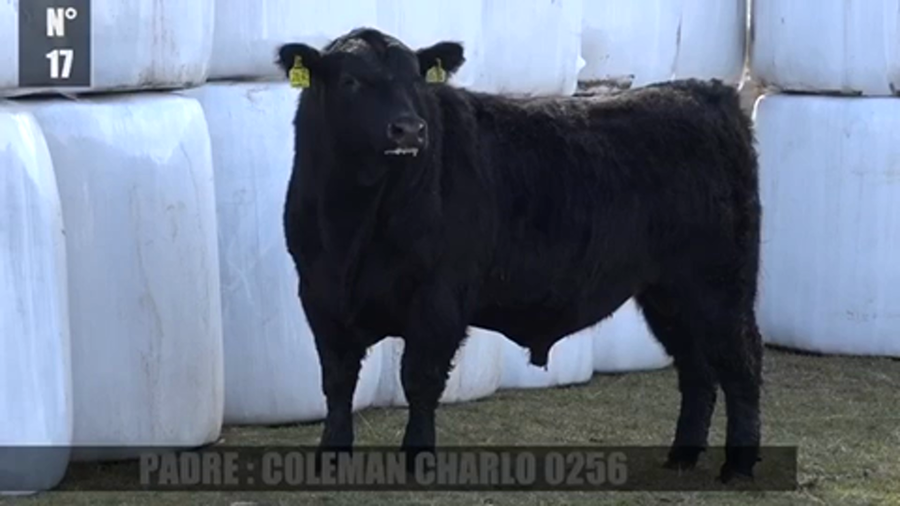 Lote 1 Toro en Coyhaique, XI Región Aysén