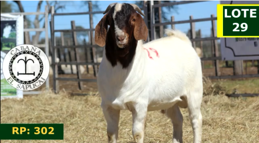 Lote CAPRINOS MACHOS 29