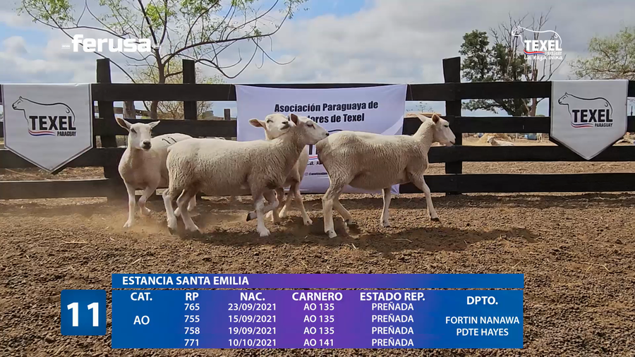 Lote LOTE 11
