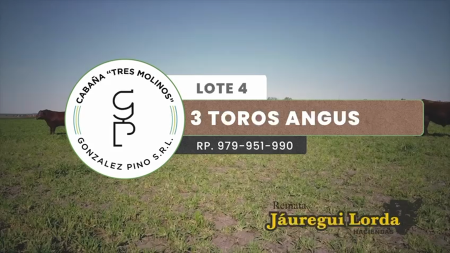 Lote 3 Toros PC en Entre Ríos, Gualeguaychú