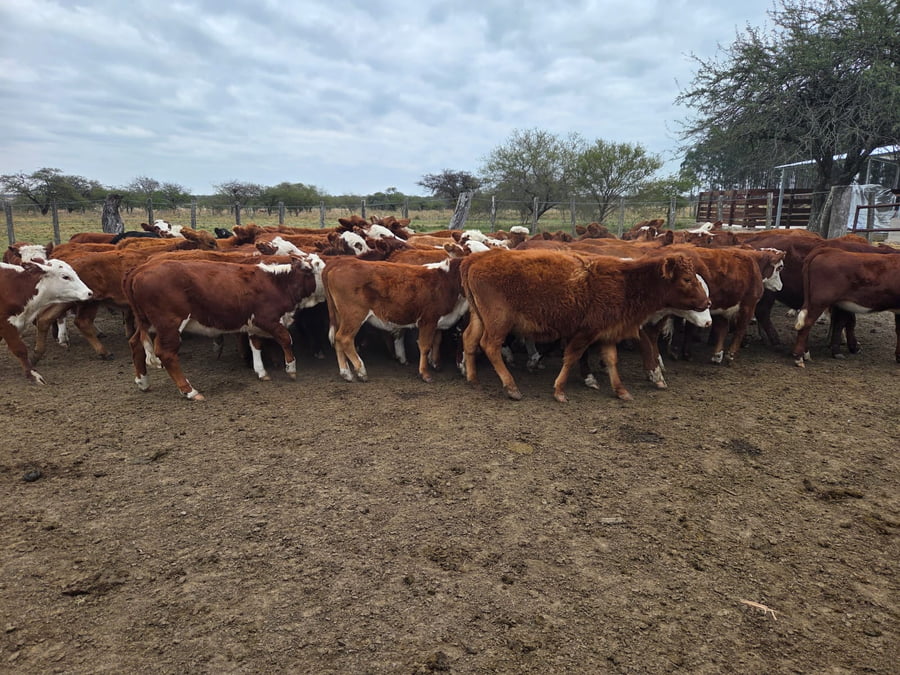 Lote 110 Terneras