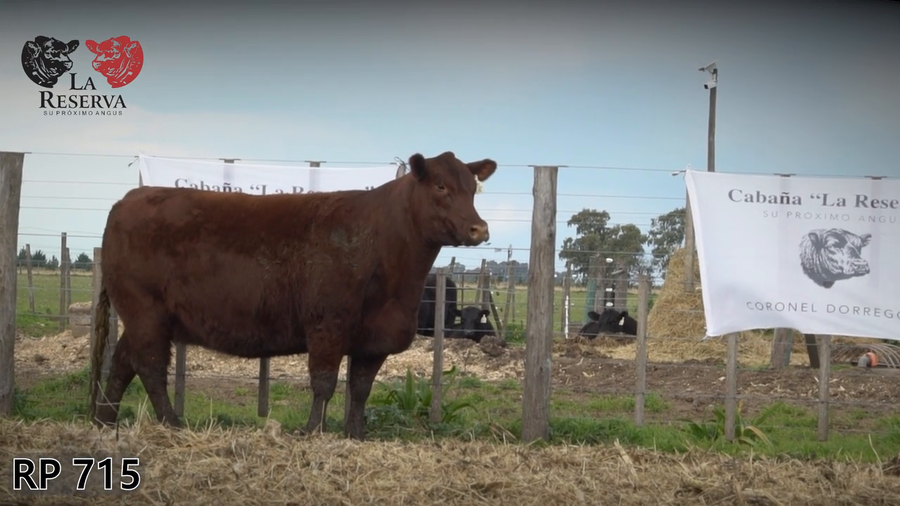 Lote Vaquillonas preñadas