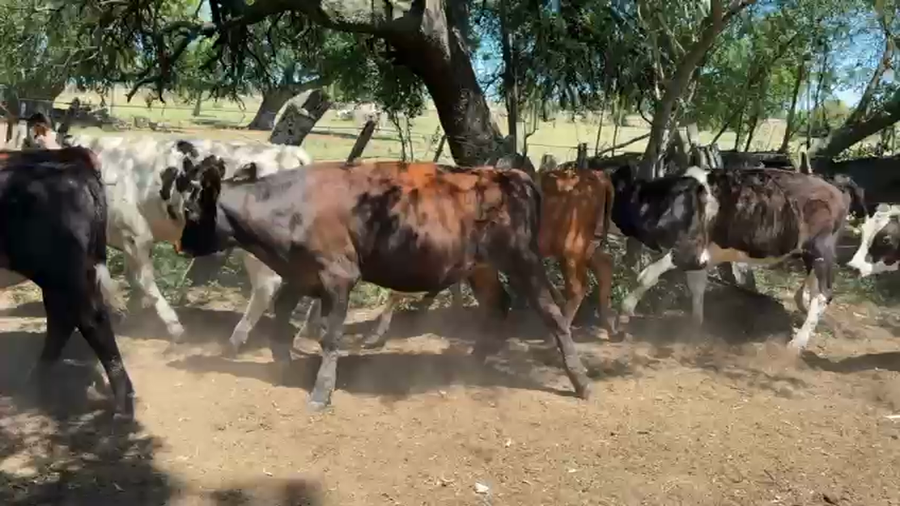 Lote TERNEROS Y TERNERAS