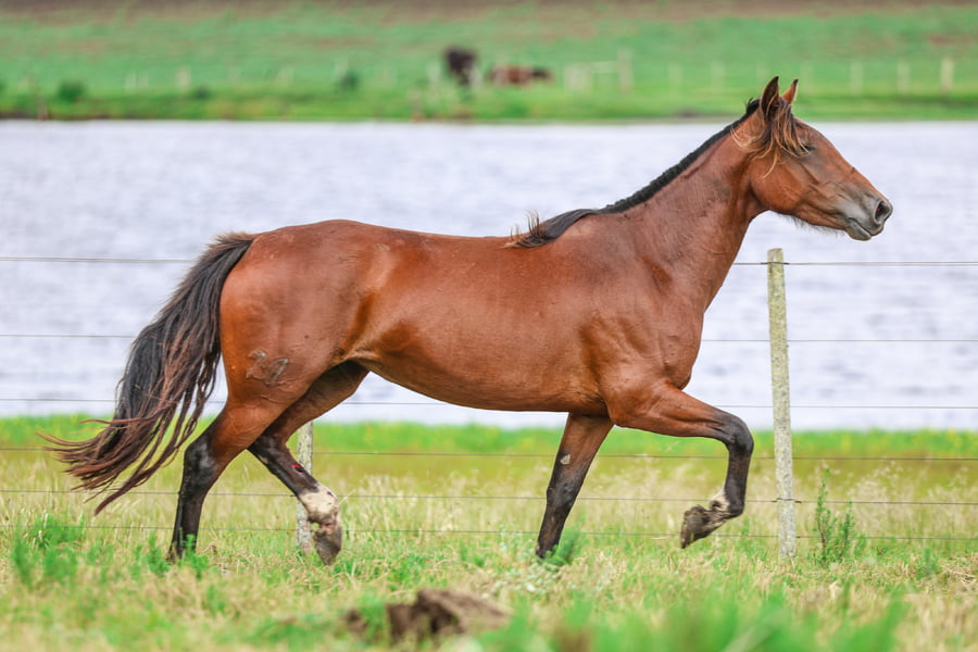 Lote CATANDUVA IRACEMA