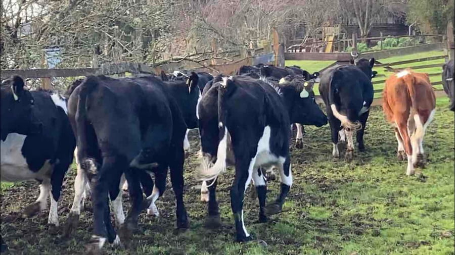 Lote 27 Vaquilla Engorda en Río Bueno, XIV Región Los Ríos