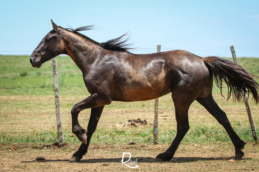 Lote Dante Don Salvador