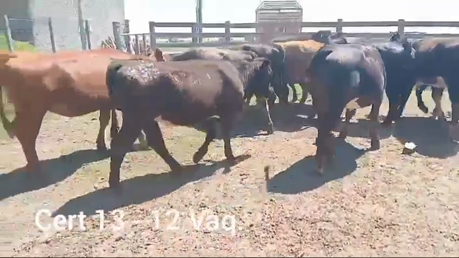 Lote VAQUILLONAS DE 1 A 2