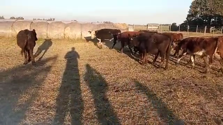 Lote 10 Terneros angus cruza britanicos a remate en 4to remate ENTRE MARTILLOS 250kg -  en r 1 km 64