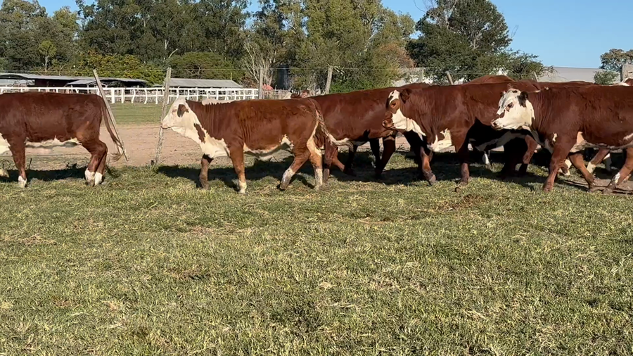 Lote 100 Terneras en Corrientes, Mercedes