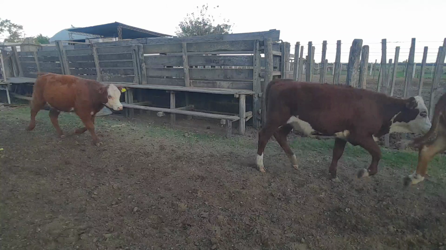 Lote 100 Terneras en Santa Fe, Elisa