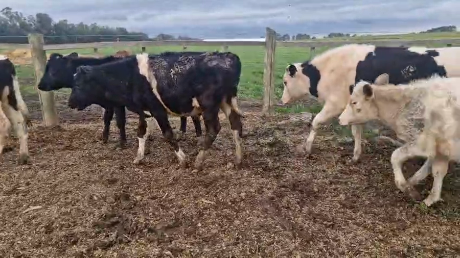 Lote 16 Terneros a remate en Pantalla Aniversario - Escritorio Camy, San José