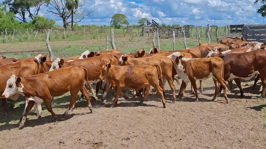 Lote 90 Terneras