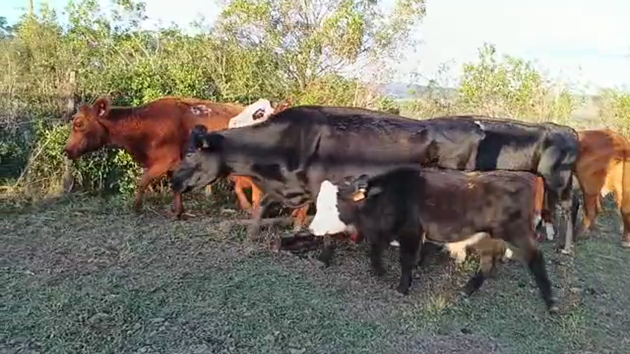 Lote 36 piezas de crias hereford y angus