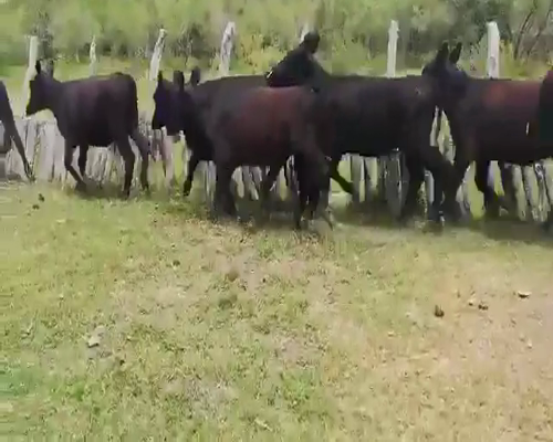 Lote 52 Novillitos y vaquillonas en San José de Feliciano, Entre Ríos