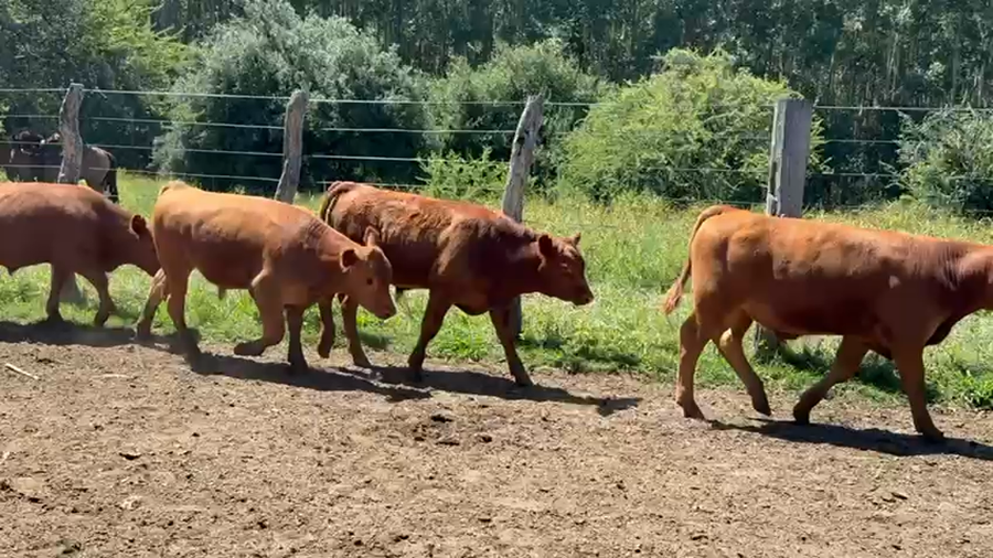 Lote 78 Terneros