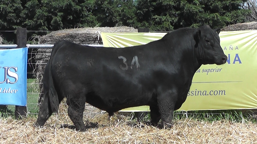 Lote TOROS ANGUS PURO CONTROLADO
