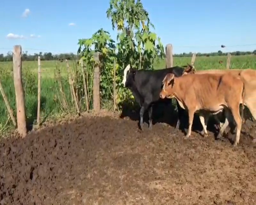 Lote 50 Vacas nuevas en Tres Isletas, Chaco