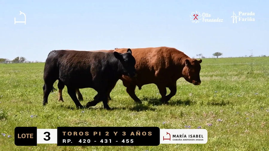 Lote LOTE 3