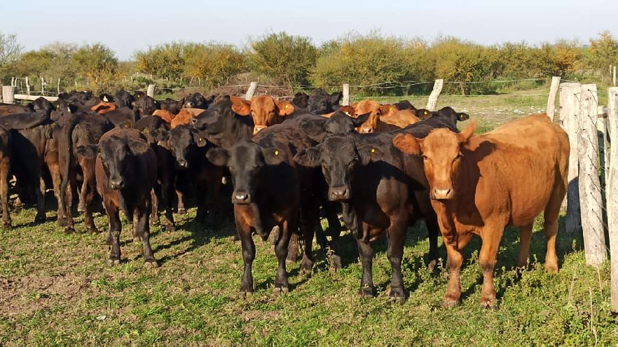 Lote 47 Vaquillonas en San Salvador, Entre Ríos