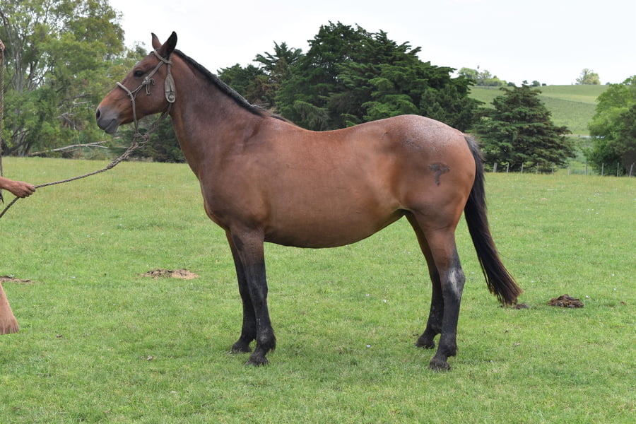 Lote RP 14 - SV CAUTIVA