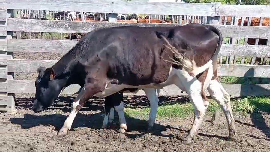 Lote 2 Piezas de cría a remate en Pantalla Camy 500kg - , San José