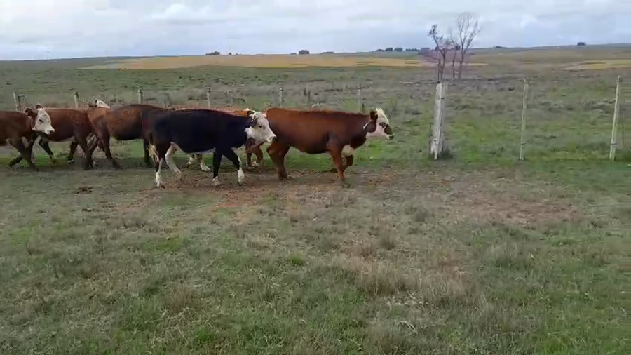 Lote 17 Vaquillonas  a remate en Pantalla Camy, San José