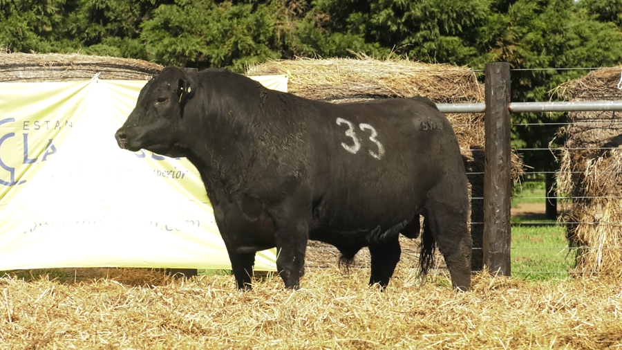 Lote TOROS ANGUS PURO CONTROLADO