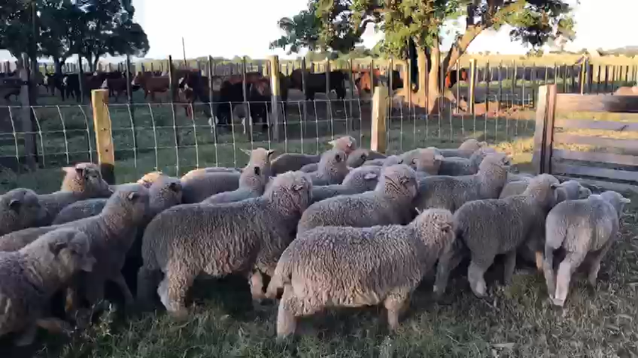 Lote 60 Corderos Mamones