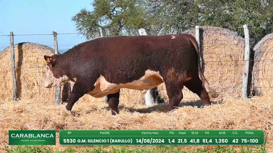 Lote Hereford Morixe