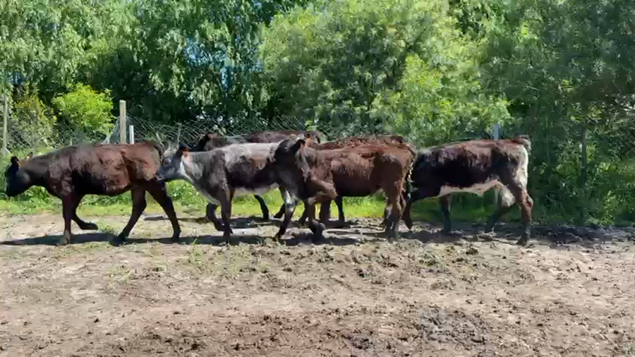 Lote TERNEROS Y TERNERAS