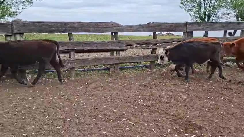 Lote TERNERAS