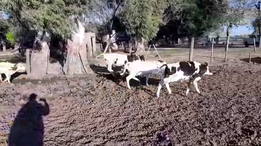 Lote 27 Terneros en Santa Fe, Sunchales