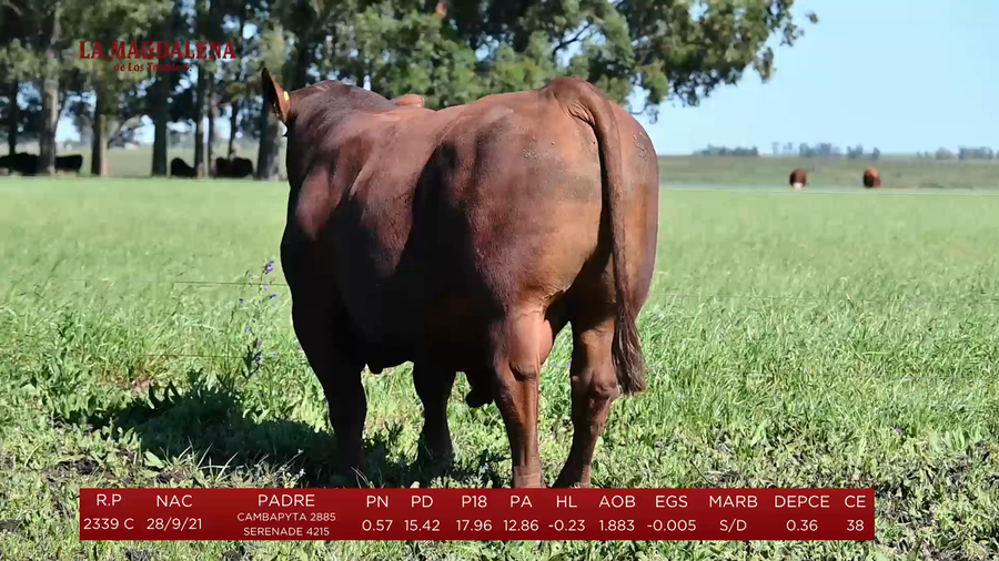 Lote Toros a remate en La Magdalena y San Carlos, Artigas