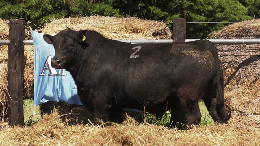 Lote TOROS ANGUS PURO CONTROLADO