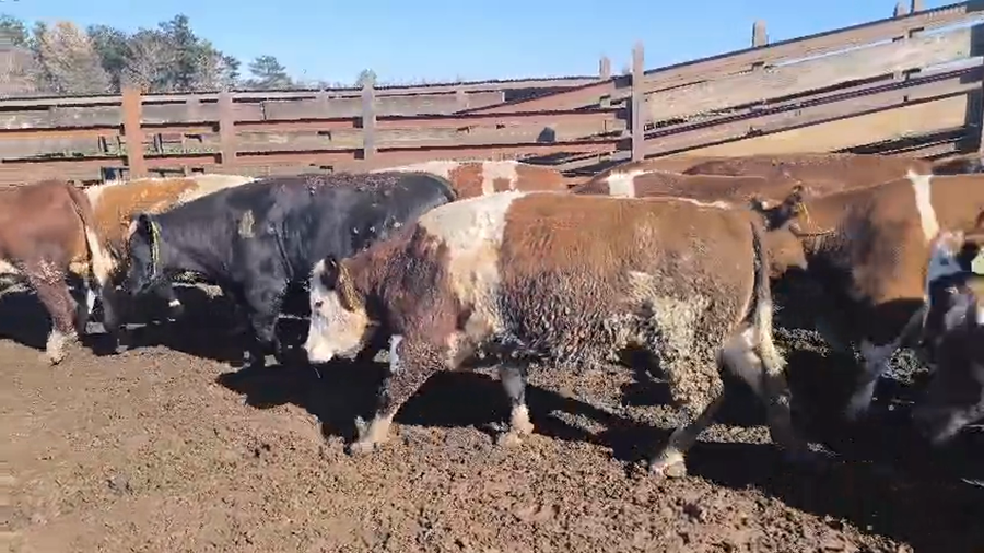 Lote 18 Vaquilla Gorda en Los Ángeles, VIII Región Biobío