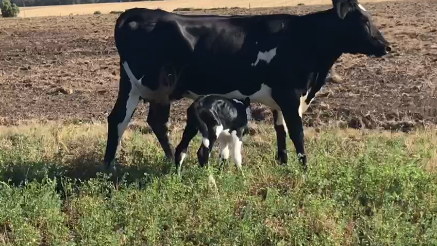 Lote Vaquillona Parida