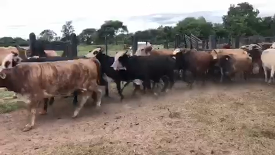 Lote 45 Vacas nuevas C/ gtia de preñez en Misión San Fco., Formosa