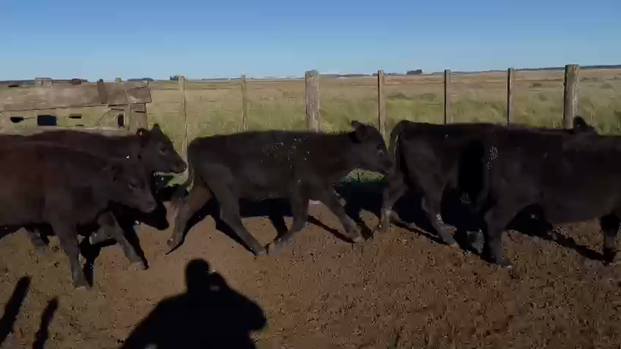 Lote 93 Terneras en Balcarce, Buenos Aires