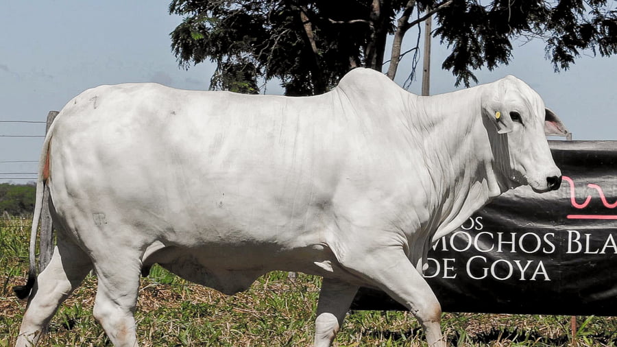 Lote LOTE 31