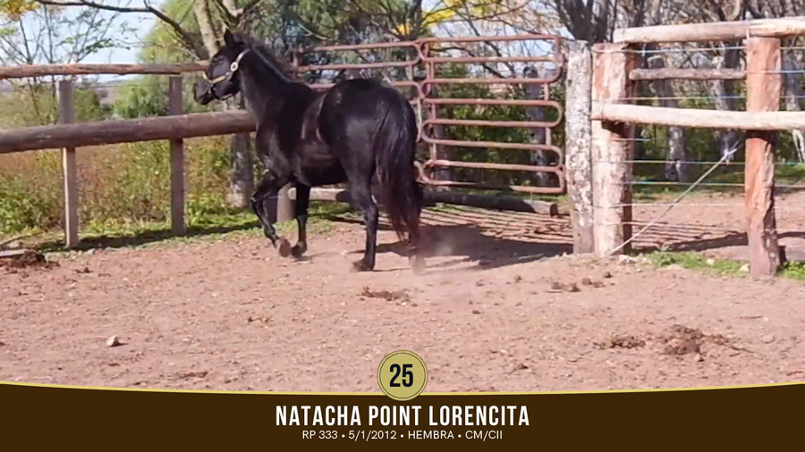 Lote Lote 25