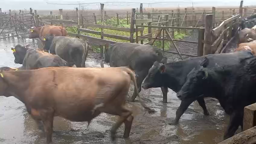 Lote 45 Novillo Gordo en Cabrero, VIII Región Biobío