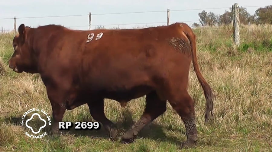 Lote Toro Red Angus SA de 3 años