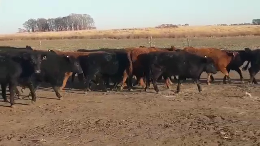 Lote 72 Terneros/as en Buenos Aires, Pellegrini